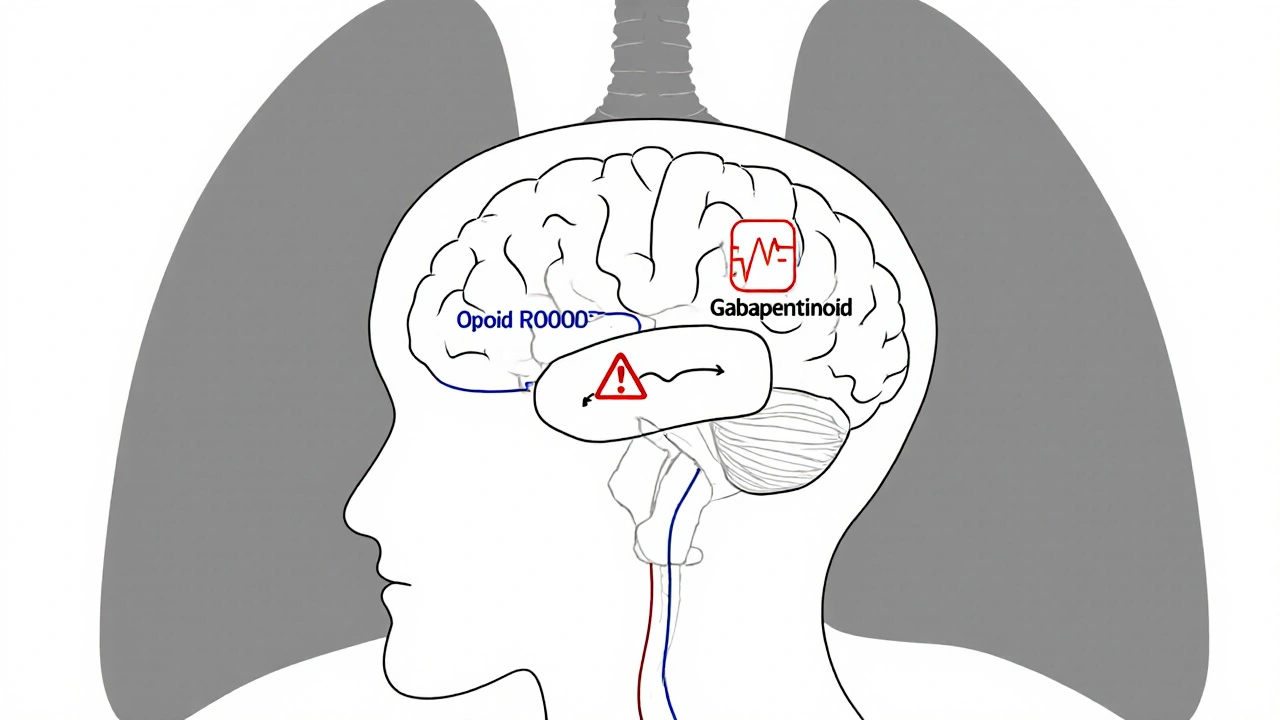 Gabapentinoids and Opioids Together: What You Need to Know About Respiratory Depression Risks